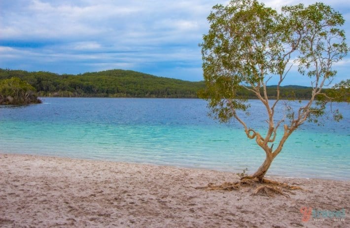 heart shaped tree on edge of Lake Mackenzie, Fraser Island, Australia