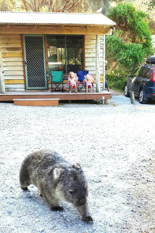 Wombat in front of cabin with small girls looking on