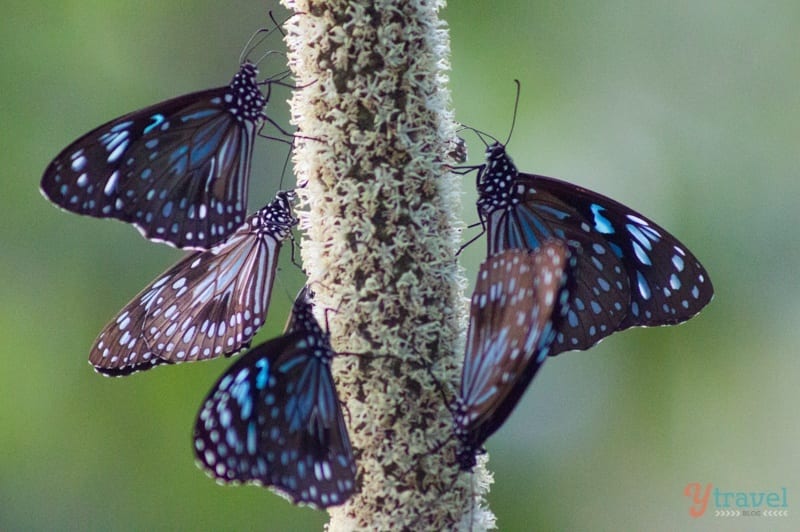 butterflies on a plant stem