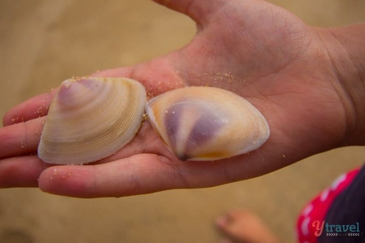 a hand holding up shells