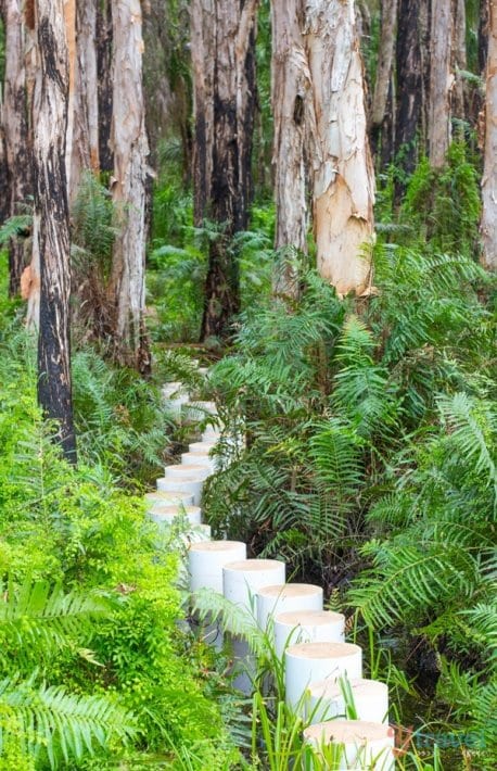 Paperbark Forest, Agnes Water, Queensland