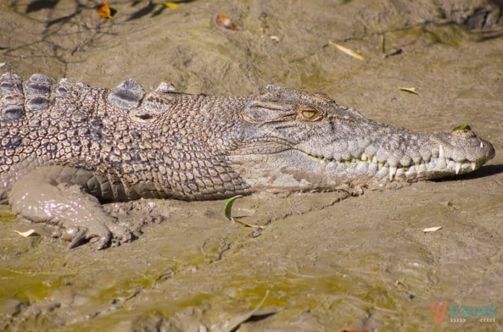 Whitsunday Crocodile Safari - Queensland, Australia