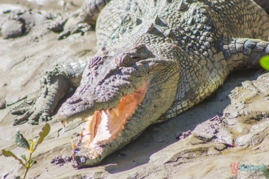 Whitsundays Crocodile Safari - Queensland, Australia
