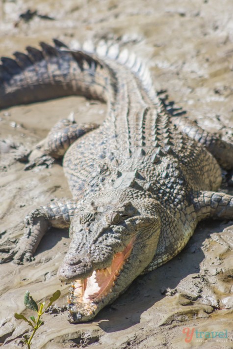 crocodile in the mud