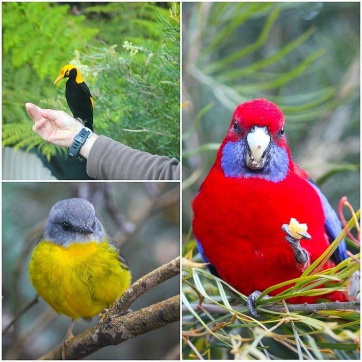 O'Reilly's Rainforest Retreat Bird tour