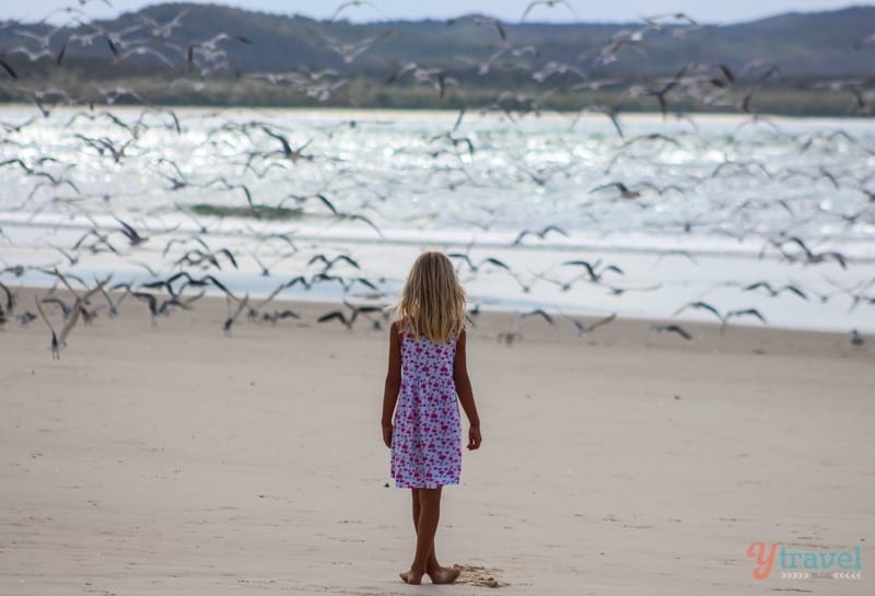 little girl chasing seagulls on the beach