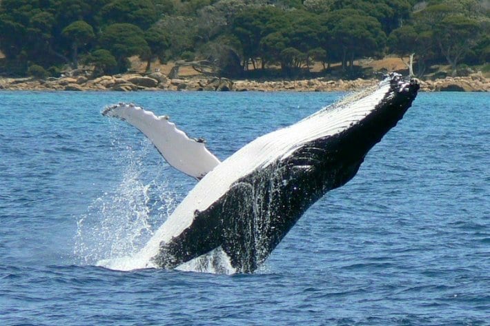 humpback whale breaches