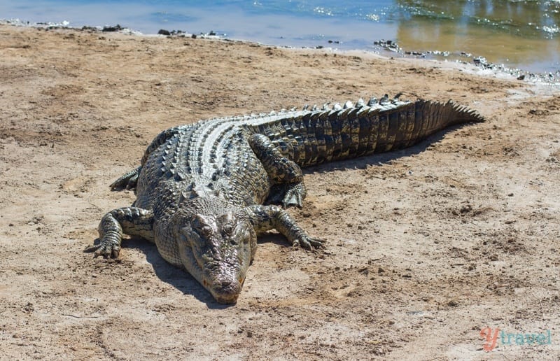 crocodile on the sand