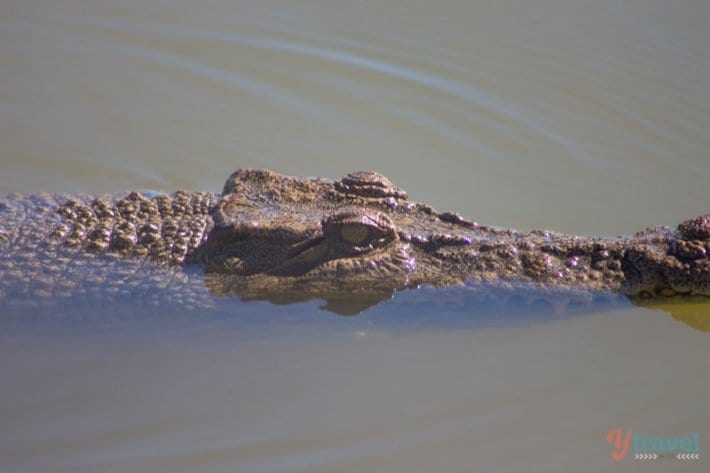 crocodile swimming