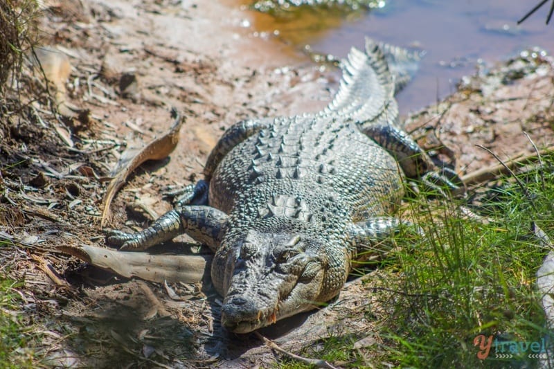 crocodile in the mud