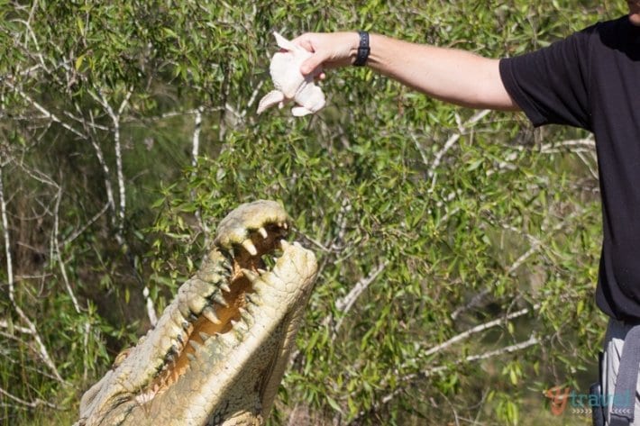 person feeding a crocodile