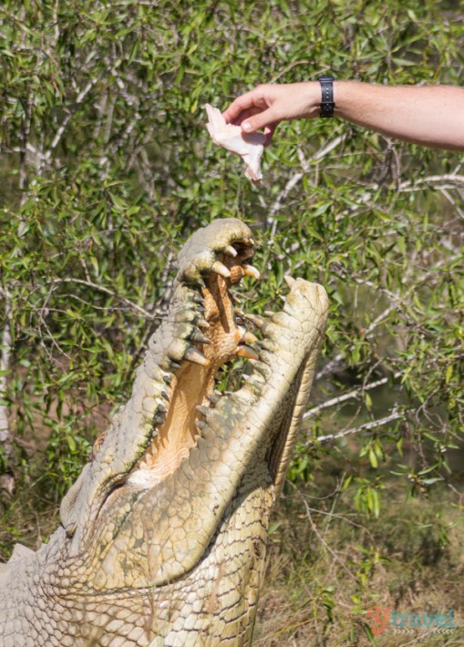 Koorana Crocodile Farm - Rockhampton, Queensland