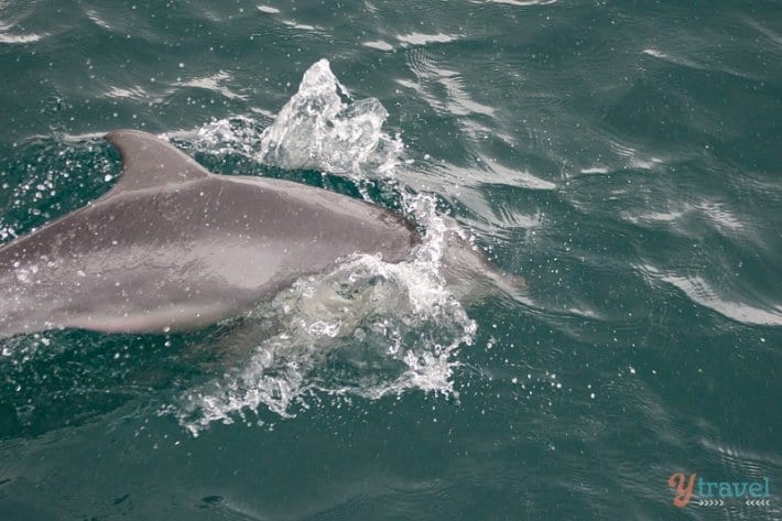Dolphin in Hervey Bay, Queensland, Australia