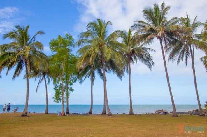 palm trees beside the water in Port Douglas