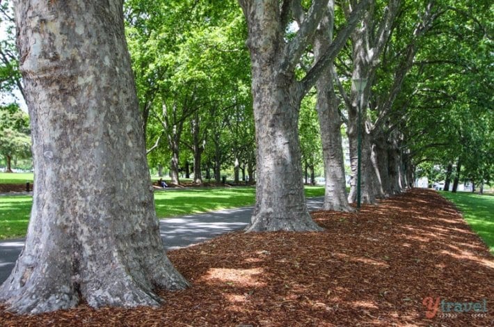 row of trees in carlton gardens