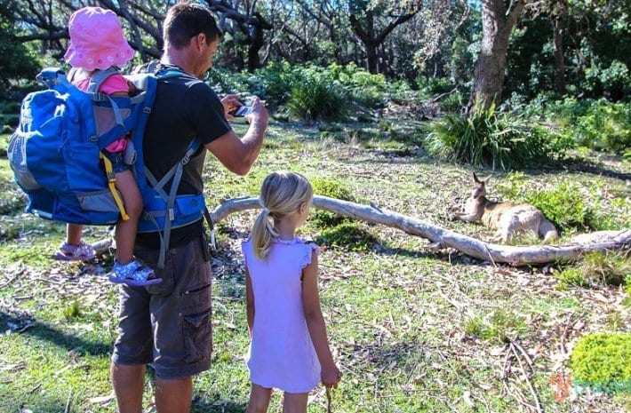 Spotting kangaroos on South Coast NSW