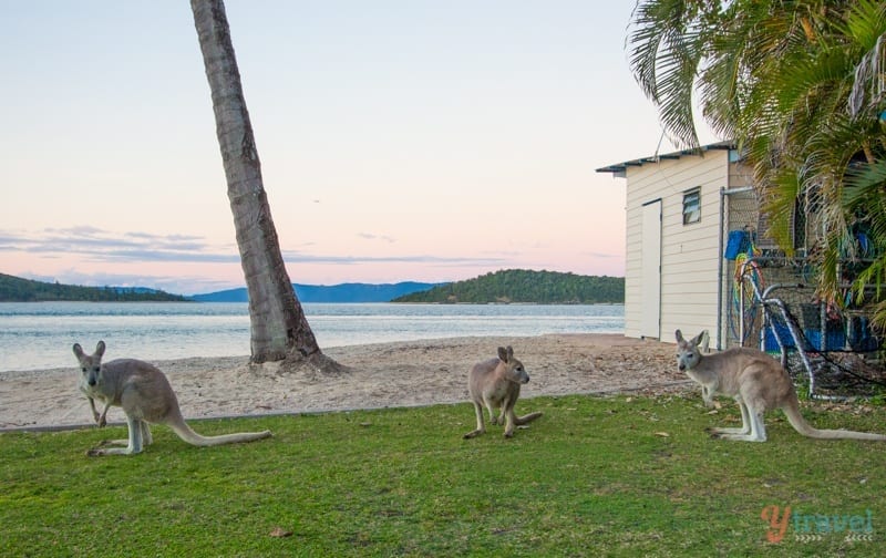 kangaroos on the grass at the beach