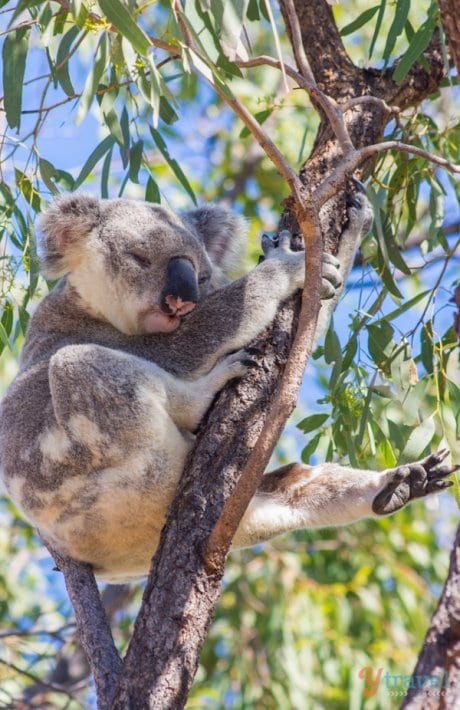 Cute koala in tree on Magnetic Island - Queensland, Australia