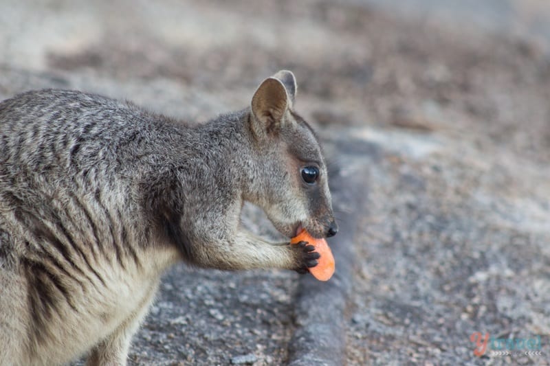 rock wallaby eating food