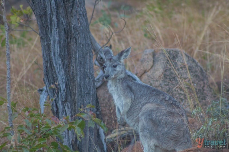 kangaroos next to a tree