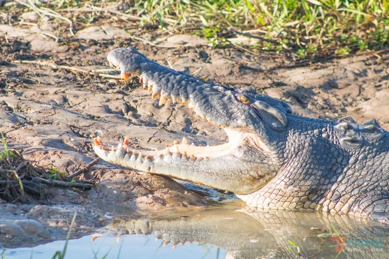 Saltwater Crocodile - Yellow Water Cruise, Kakadu National Park, Northern Territory, Australia