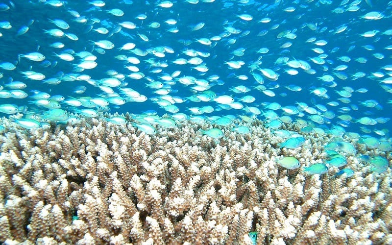 schools of small fish swimming over coral