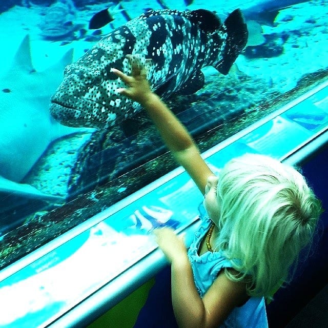 little girl pointing at a fish in a fish tank