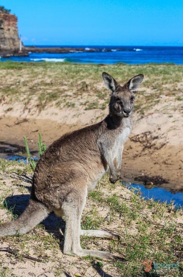  wild kangaroos on Pebbly Beach
