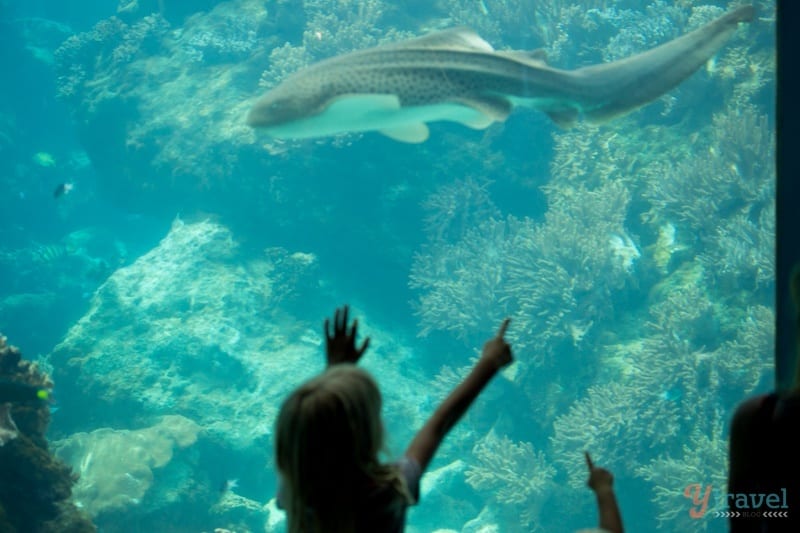 little girl pointing at fish in an aquarium 
