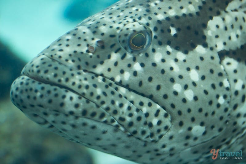 A close up of a fish