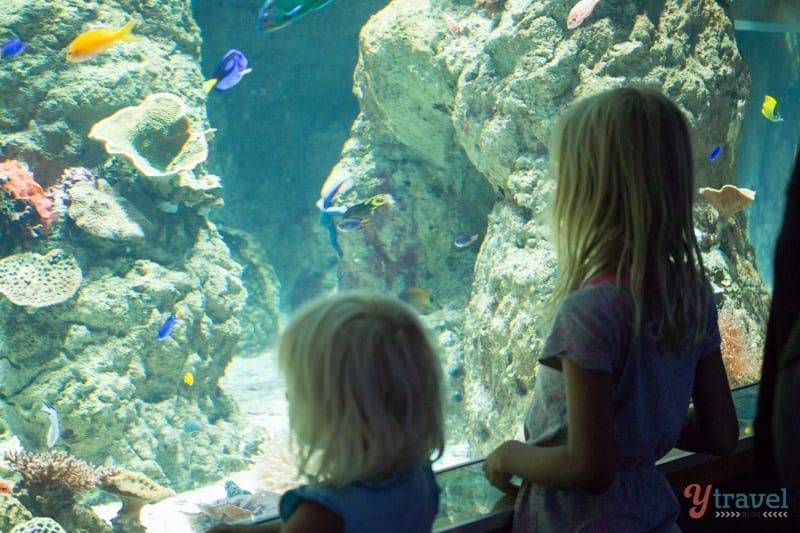 girls looking at a large fish tank