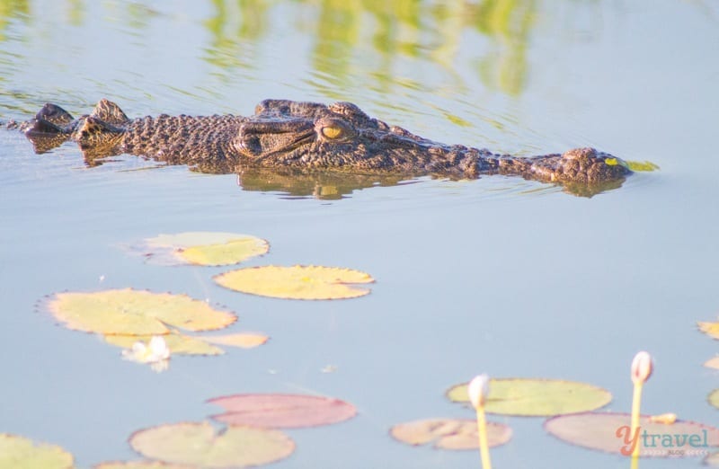 Crocodile in Kakadu National Park, Northern Territory, Australia