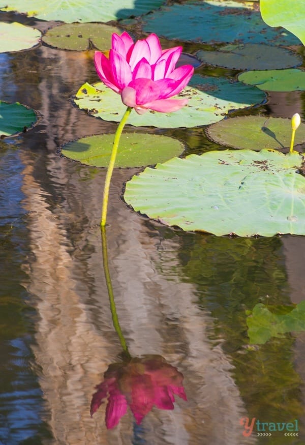 A close up of a pond  wth pink flower