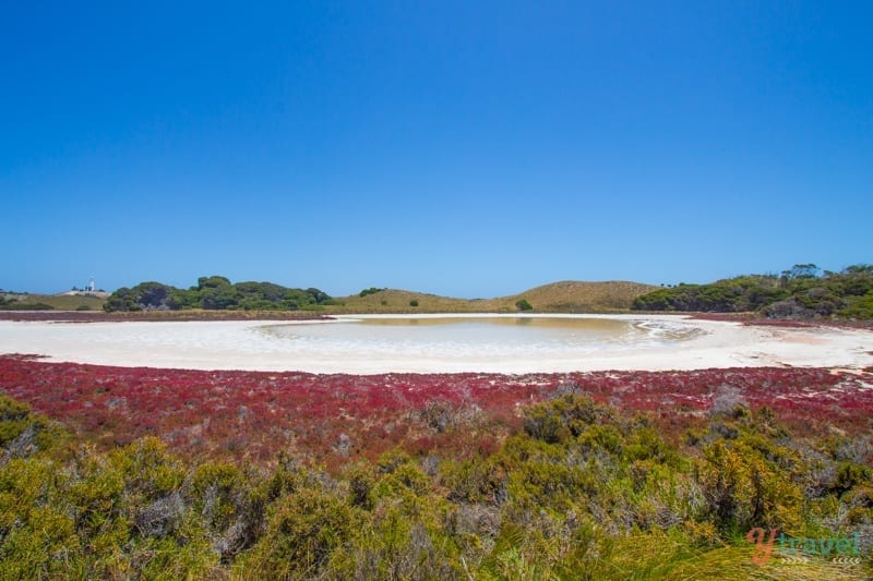 White salt lake surrounded by red moss