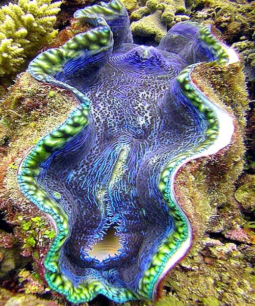 Giant purple clam -