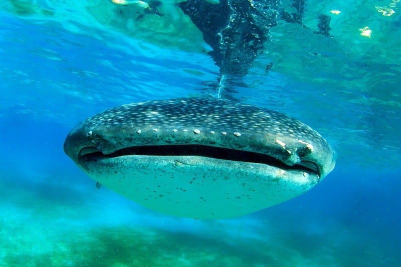 Whale Sharks looking at camera