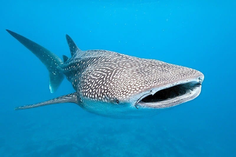 whale shark opening its mouth