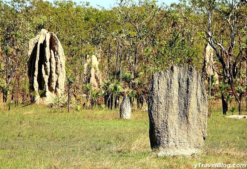 Giant Termite Mounds, Litchfield National Park, Australia