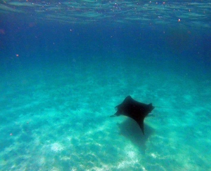 A manta ray swimming under water