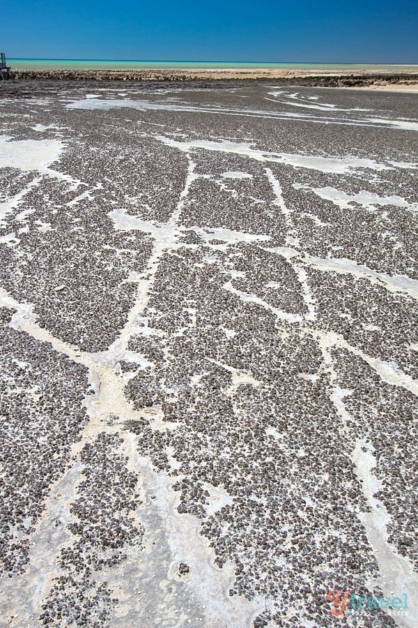 The ancient stromatolites, Western Australia