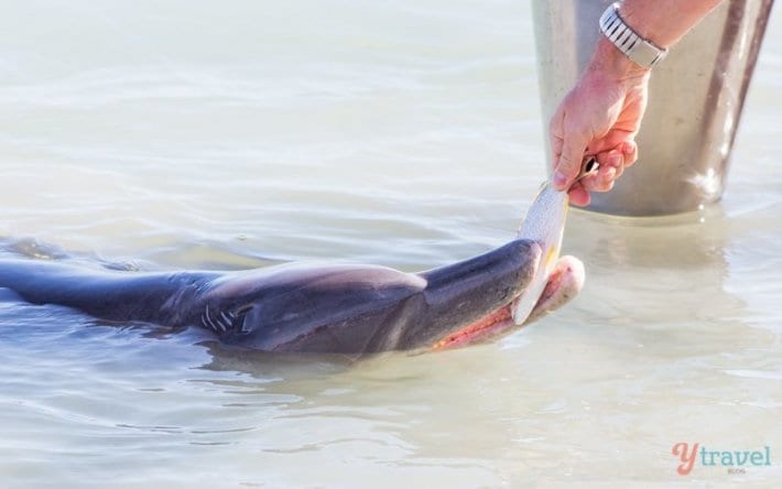person feeding a dolphin