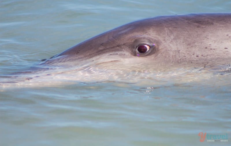 a dolphin eye peering out of the water