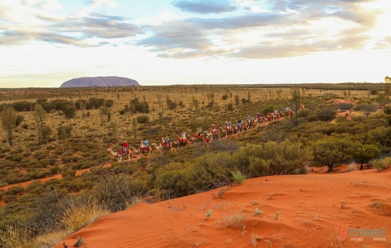 a line of camels travelling down a dirt path