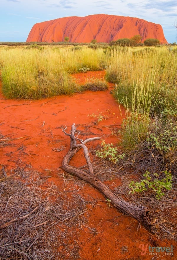 branch on the red desert in the foreground of uluru 