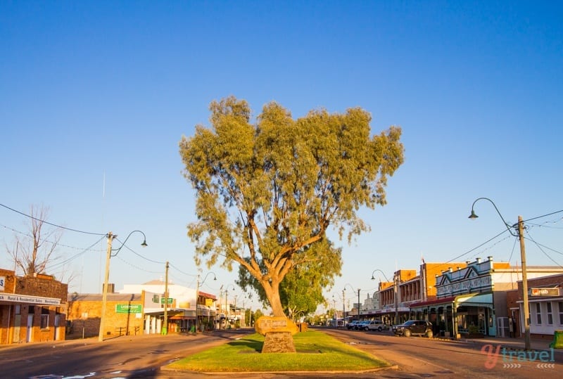 tree in middle of median strip in country town