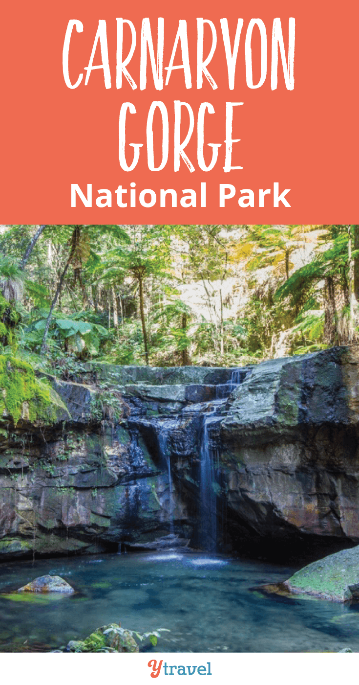 Our readers recommended we visit Carnarvon Gorge National Park and we're so glad we did!