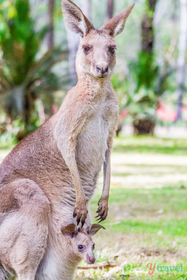 A kangaroo standing on grass