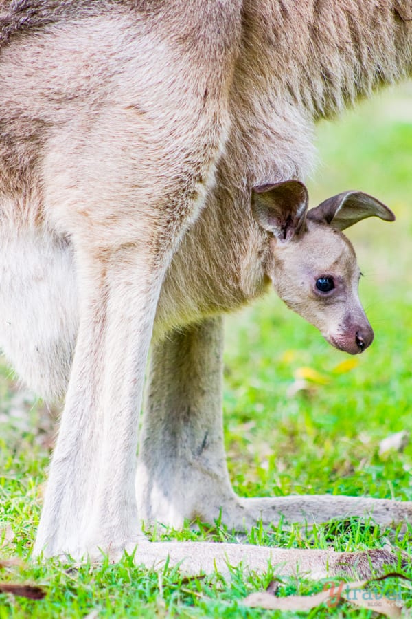 baby kangaroo in its mothers pouch