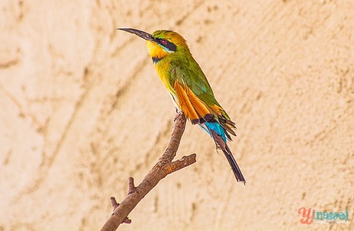 A colorful bird sitting on a branch