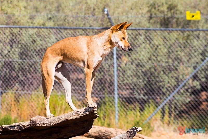 a dingo standing on a rock
